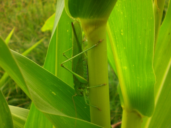 Una langosta se mimetiza por sus colores en una planta de maz.