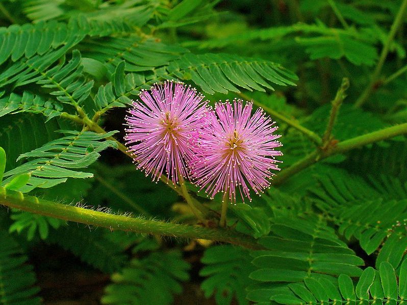 Mimosa pdica, sensitiva o caicob.