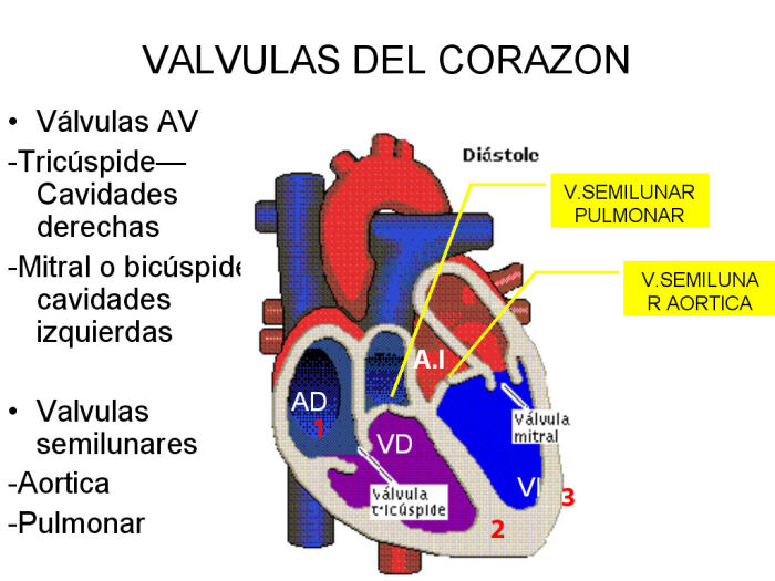 1: endocardio; 2: miocardio; 3: epicardio