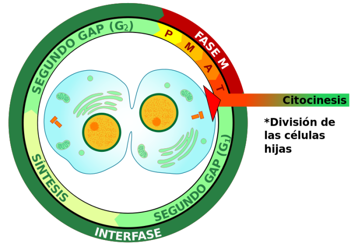 Citocinesis de mitosis eucariota