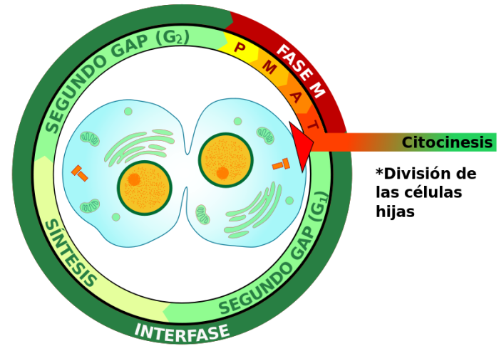 mitosis