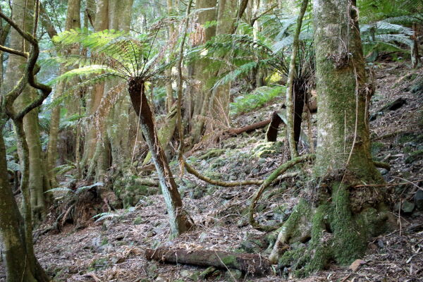 Parque Nacional Monga