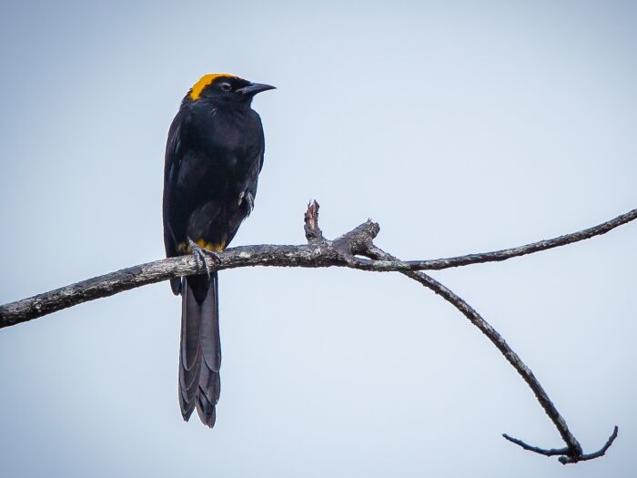 Moriche (Icterus cayanensis)