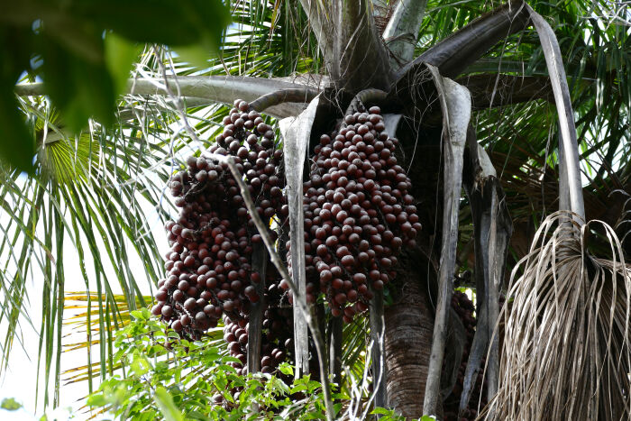 Moriche (Mauritia flexuosa)