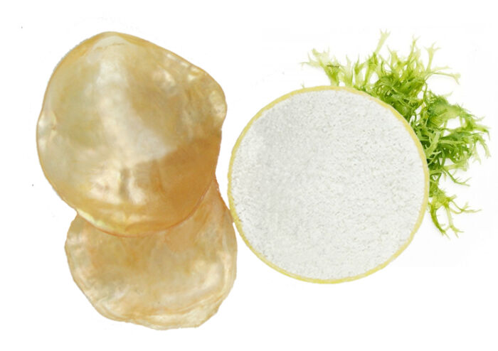 El polvo cncha de ncar de la variedad Pinctada Mazatlnica es utilizada para la elaboracin de Mascarillas, cremas, jabones, desodorantes