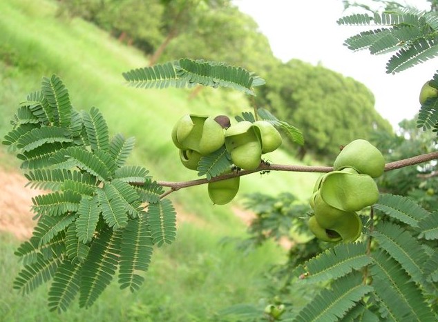 Nacascolo: rbol de Amrica Central y de Venezuela, que pertenece a la familia de las papilionceas. Su fruto se emplea para curtir pieles por su alto contenido en tanino. Tambin se emplea como astringente, tnico y febrfugo.