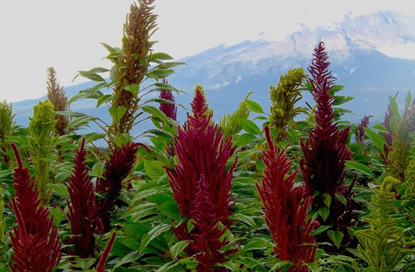 Nayuribe: planta herbcea amarantcea de Amrica, de unos siete decmetros de altura, con tallos ramosos, hojas opuestas y hermosas flores moradas en espigas. Sus cenizas se emplean en tintorera para teir de rojo.