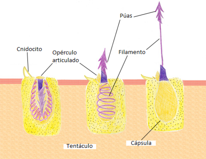 Descarga de nematocisto