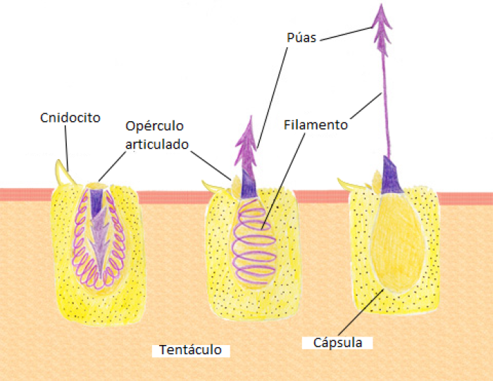 nematocisto