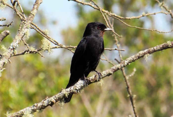 Un nigrrimo pjaro se pos sobre la rama del rbol