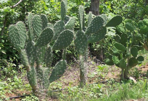 Nopalera: Terreno poblado de nopales. El nopal es una planta de la familia de las cactceas, que tienen de uno a tres metros de altura, con tallos carnosos y aplastados, de forma oval y espinas. Sus flores son grandes y repleta de ptalos. Posee un fruto llamado tuna o higo chumbo, de pulpa comestible y sabor dulce.