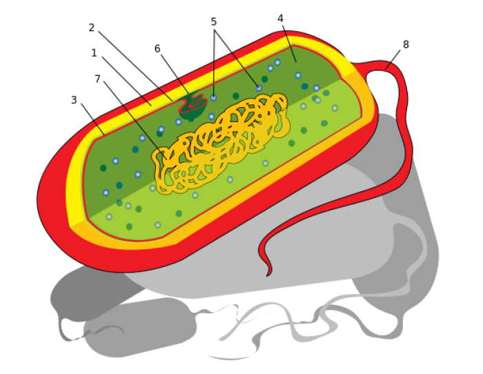 Nucleoide es el nmero 7 en la imagen