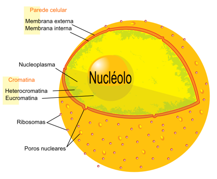 Esquema de un nuclolo