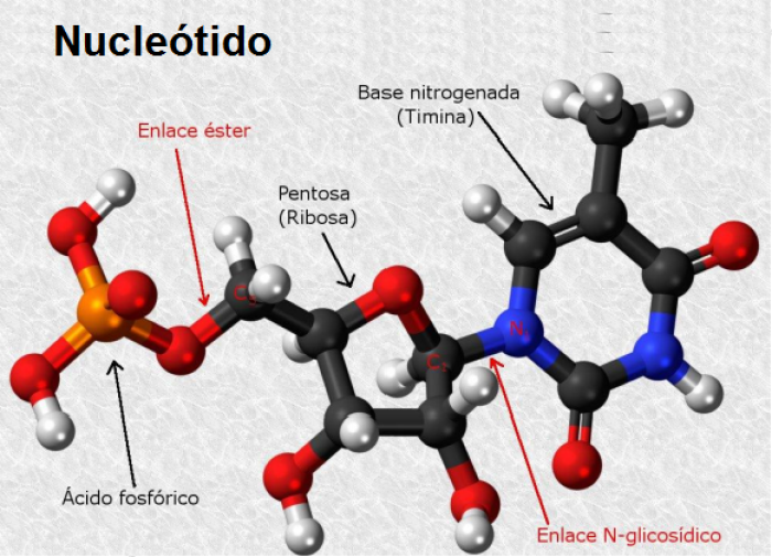 Estructura qumica de un nucletido