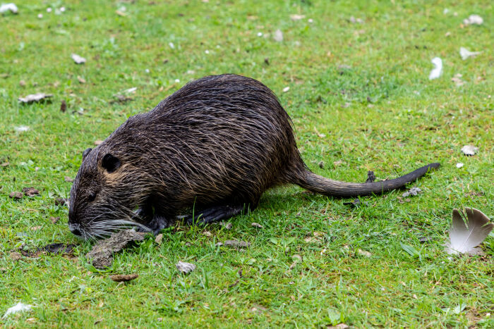 Nutria