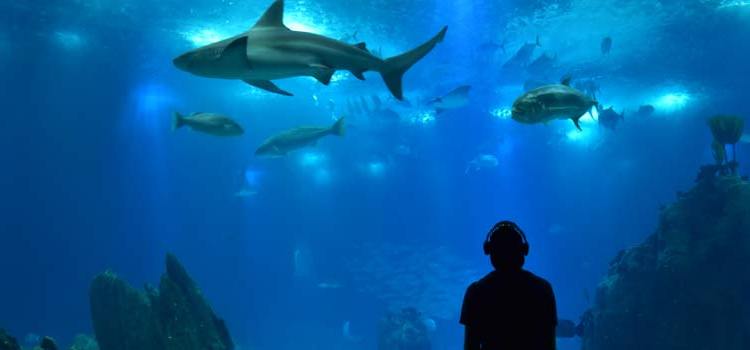 Oceanario de Lisboa, Portugal.