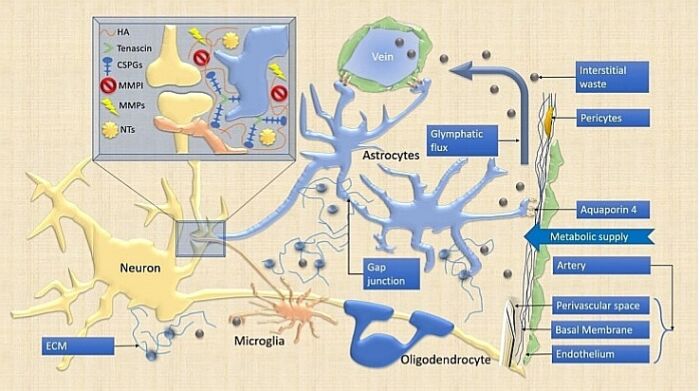 Los oligodendrocitos aseguran la correcta mielinizacin de los circuitos