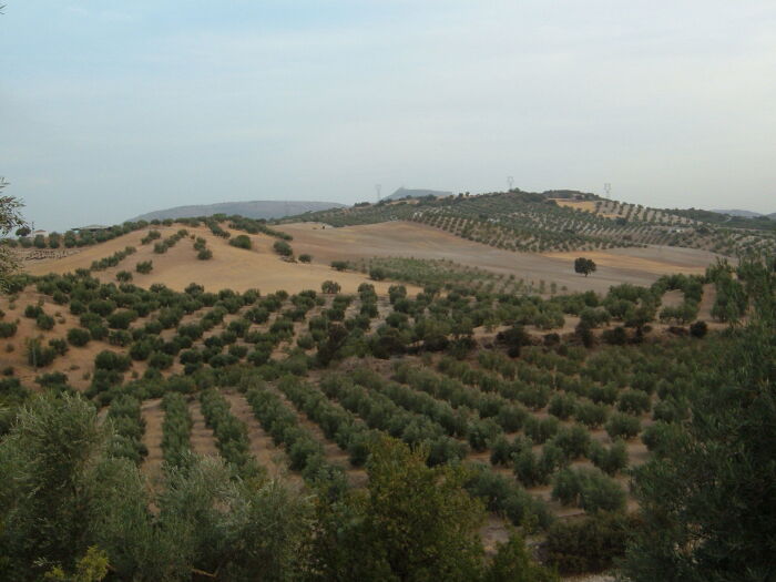 Olivar