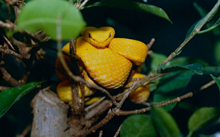 Oropel (Bothriechis schlegelii)