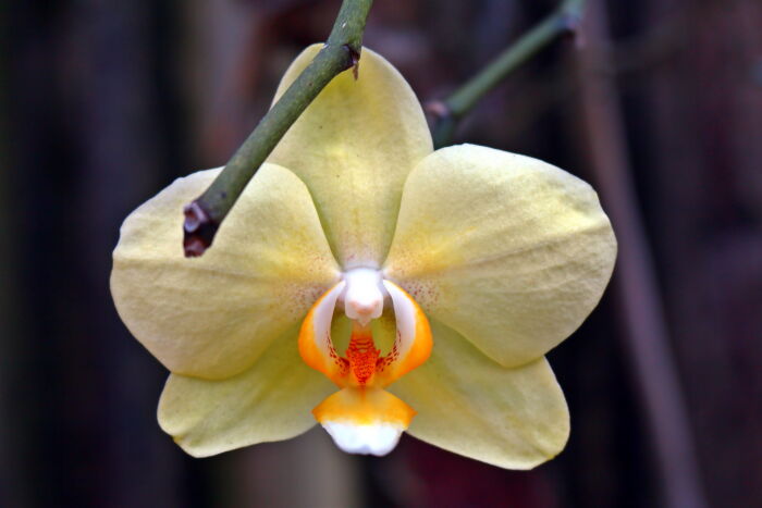 Orqudea