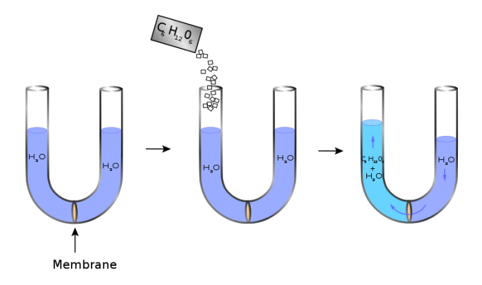 Diagrama de smosis en un tubo en forma de U a travs de una membrana de dilisis cuando se agrega azcar al agua pura en un lado de la membrana. El nivel de lquido sube en el lado al que se le ha aadido el azcar y baja en el otro lado.