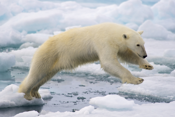 El color blanco del oso polar no solo permite camuflarse con el paisaje donde habita, tambin sirve de proteccin de los rayos del sol y peligroso reflejo en la nieve