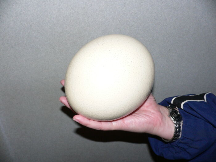 La mayor clula conocida: huevo de avestruz