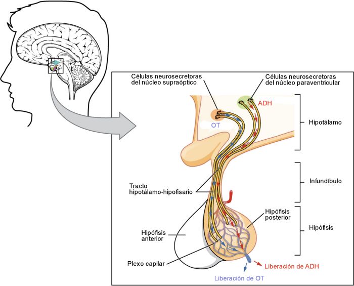 Esquema en el que se representa la sntesis de hormona antidiurtica (ADH) y oxitocina (OT) en el hipotlamo y su liberacin por la hipfisis posterior o neurohipfisis