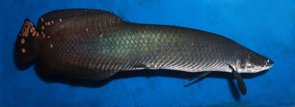 Paiche, piraruc o arapaima.