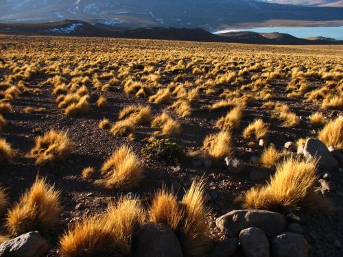 Pajonal con la Laguna Verde al fondo (Potosí - Bolivia).