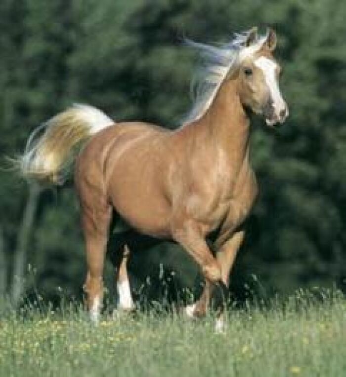 Caballo palomino