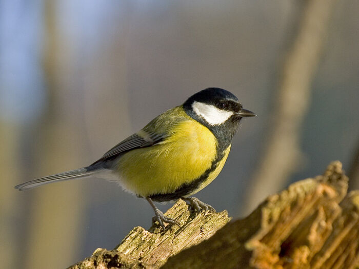 Alioln (Parus major)