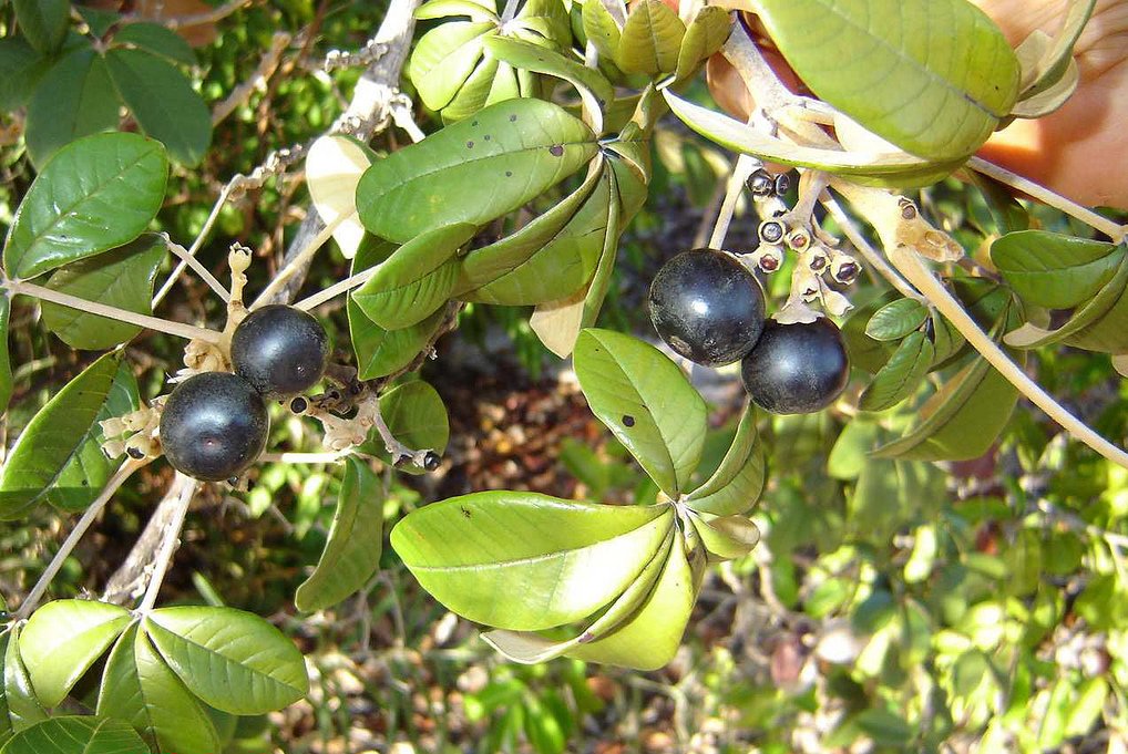 Pechiche: rbol verbenceo, de madera fina e incorruptible, da una frutilla como la cereza, pero de color negro cuando est madura, que se emplea para hacer dulces. Su madera se emplea para lminas de enchape y muebles.