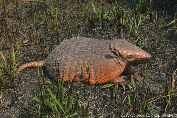 Peji o armadillo amarillo