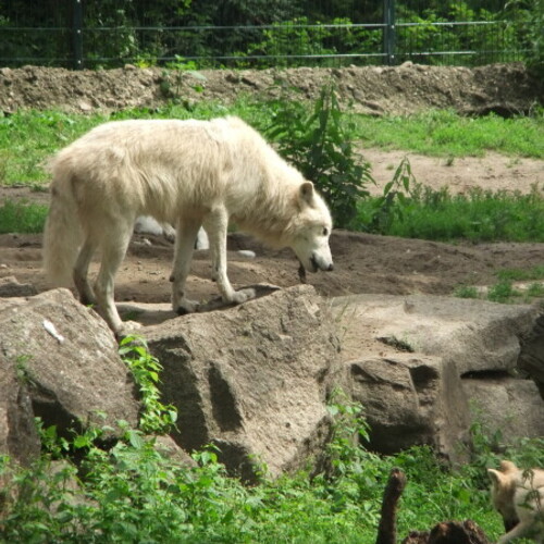 Un lobo de pelaje blanquecino