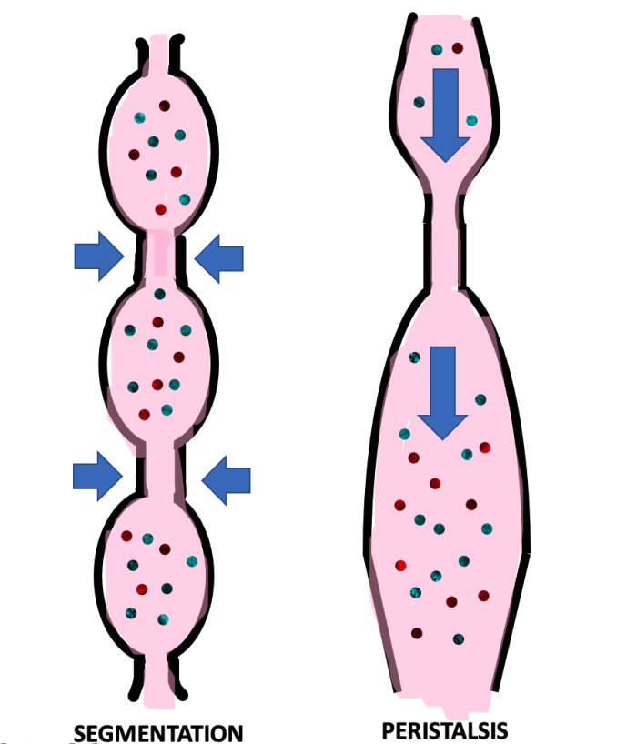 Segmentacin y peristalsis