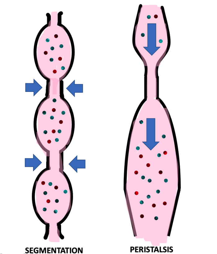 peristalsis