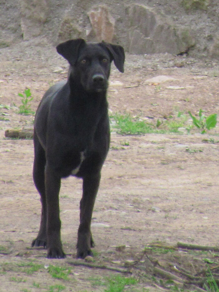 Perro callejero