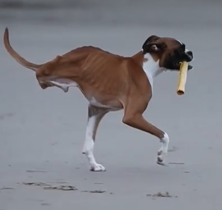 La prdida de miembros en un perro es un ejemplo de carcter adquirido.