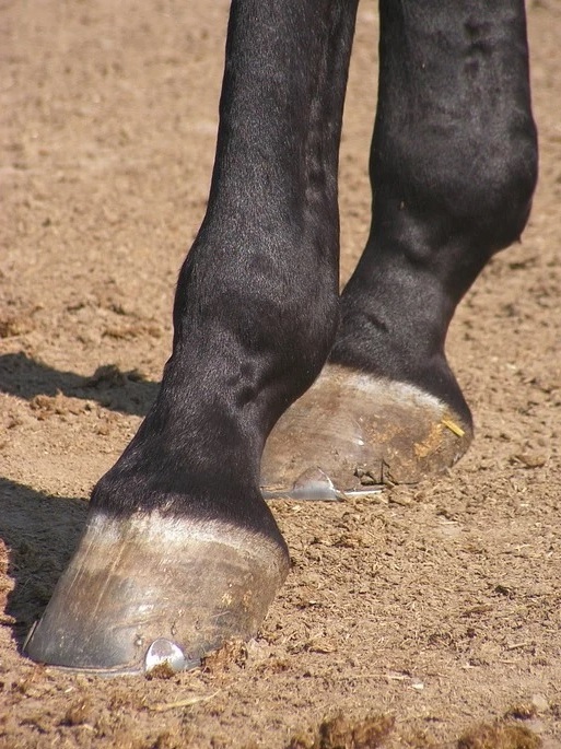 Pezua del caballo.