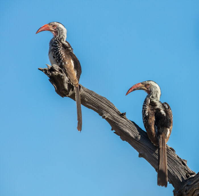 Pjaros de picos aduncos