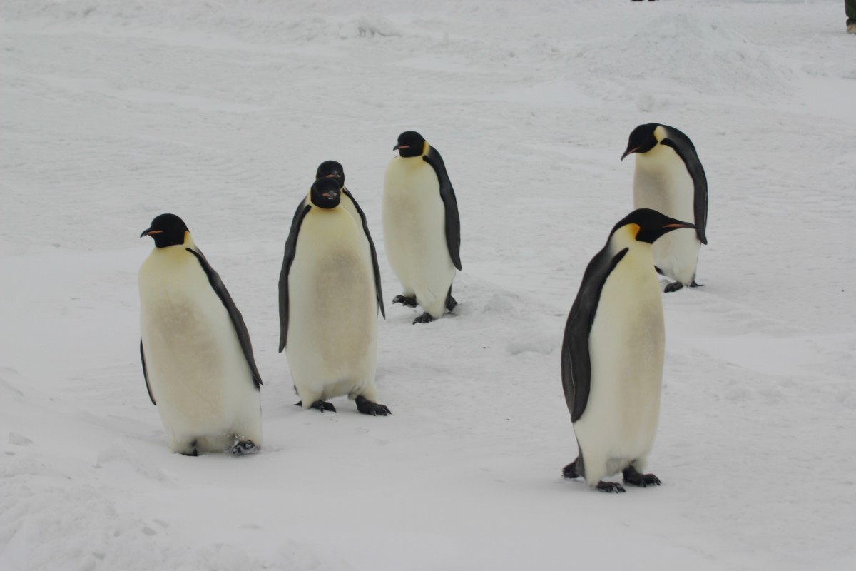 Heterotermia regional: los pinginos y muchas aves rticas utilizan estos intercambiadores para mantener sus patas a aproximadamente la misma temperatura que el hielo circundante. Esto evita que los pjaros se queden atascados en una capa de hielo.