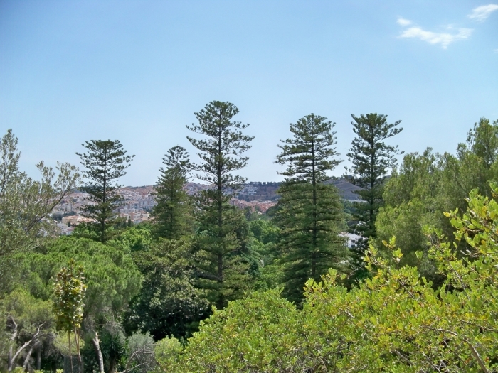 Araucarias o pinos de pisos (Araucaria heterophylla)