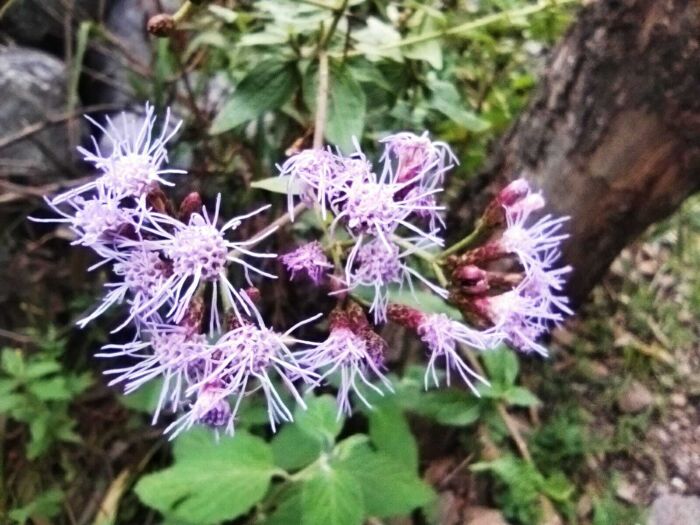 Flores lilas con pistilos medianos