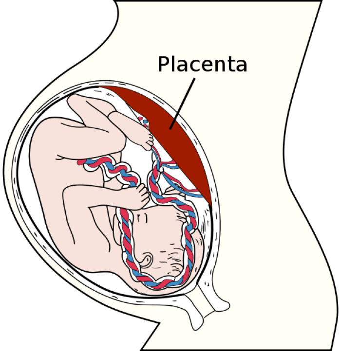 placenta