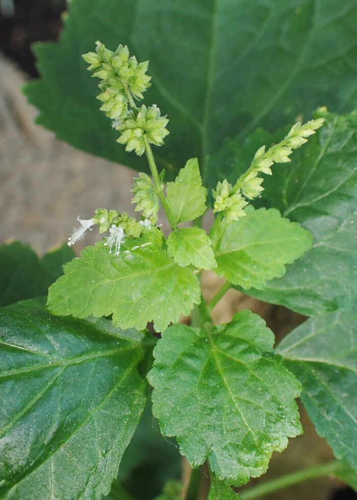 La planta Pogostemon cablin de donde se obtiene el pachul para elaborar el perfume tumbavieja