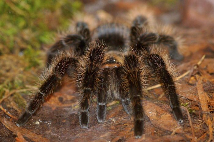 Araa pollito (Grammostola rosea)