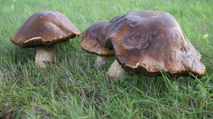 Himenomicetos: hongos porcini