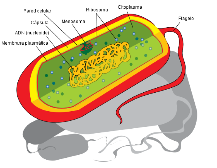 Esquema de una clula procariota