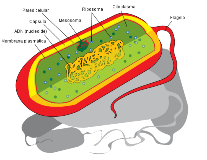 procariota